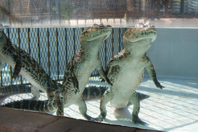 熱川バナナワニ園の見どころは360°の大迫力!