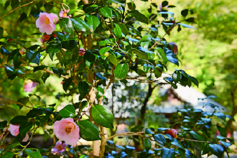【塔ノ沢駅から徒歩20分】阿弥陀寺