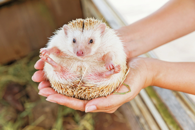 伊豆アニマルキングダムなら…癒やし系動物ともふれあえる