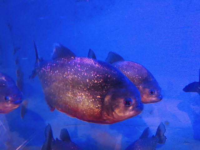 白池地獄の熱帯魚もチェックしよう