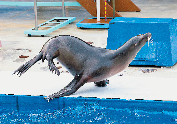 こちらも注目!立ち寄りスポット イルカ島