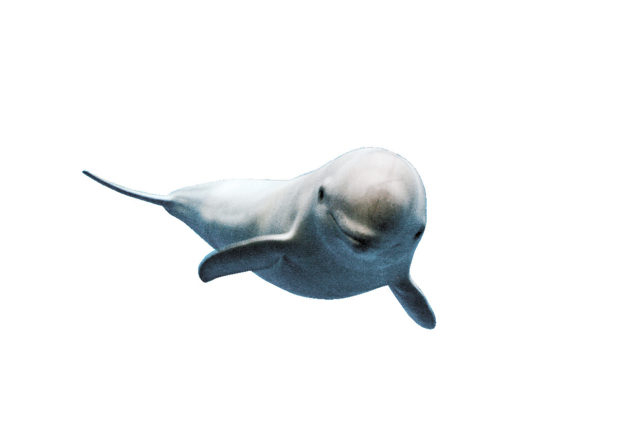 13:00 人魚の海&伊勢志摩の海・日本の海ゾーンで