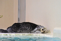 事前にチェック!鳥羽水族館のSNS