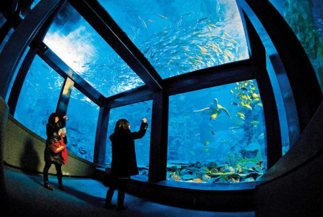 鳥羽水族館のコーラルリーフ・ダイビングをチェック!