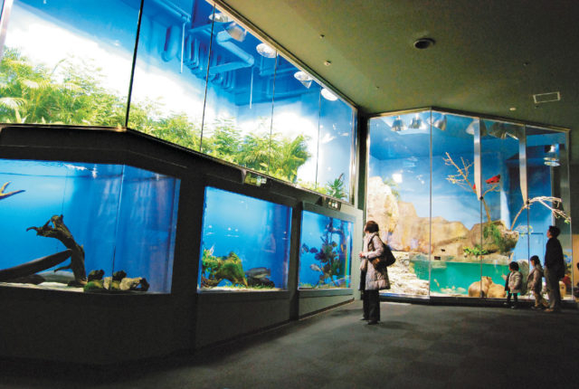 【鳥羽水族館】12のゾーンの魅力を徹底紹介！日本で唯一ジュゴンに会える水族館へ