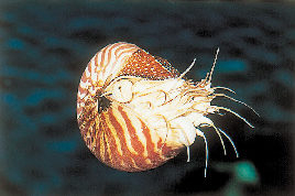 古代の海 ここで見られるのは