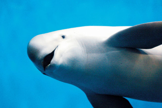 伊勢志摩の海・日本の海 ここで見られるのは