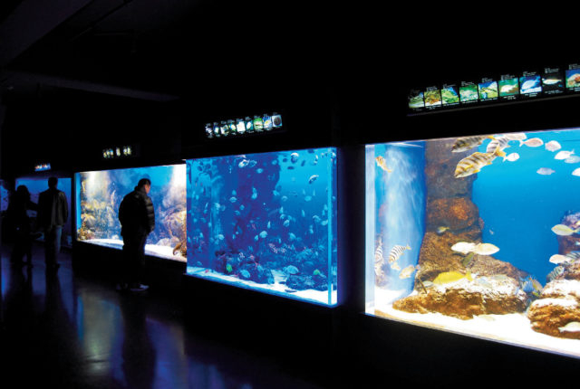 鳥羽水族館の伊勢志摩の海・日本の海をチェック!