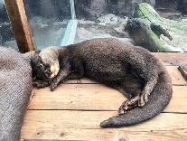 事前にチェック!鳥羽水族館のSNS