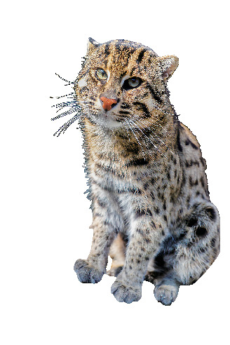 奇跡の森 ここで見られるのは