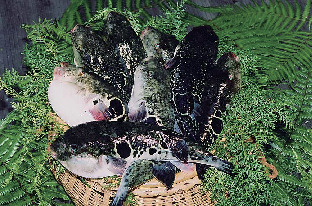 あのりふぐとは