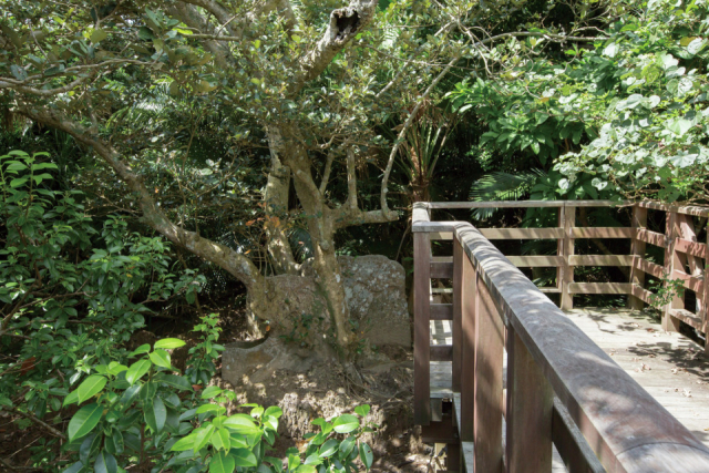 9:25 古見のサキシマスオウノキ群落