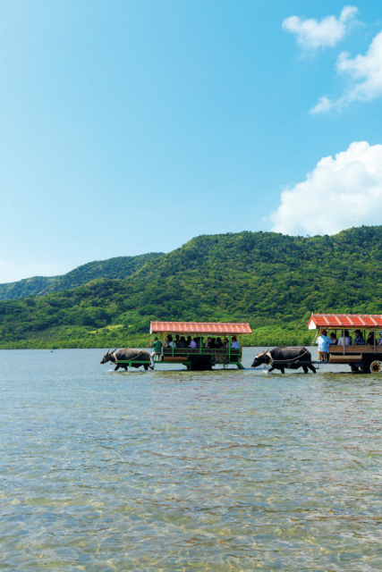 10:00 亜熱帯植物楽園由布島