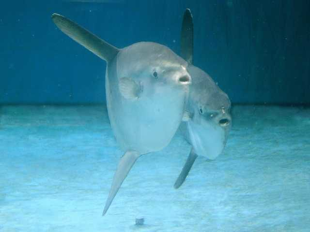 志摩マリンランド