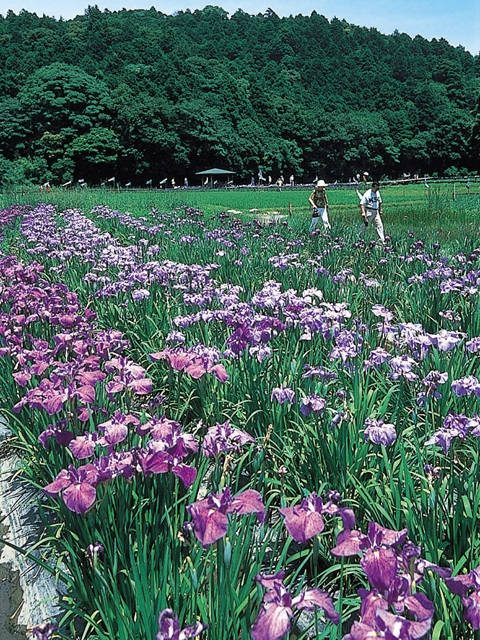 二見しょうぶロマンの森