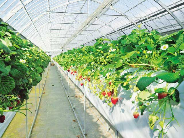 アクアイグニス