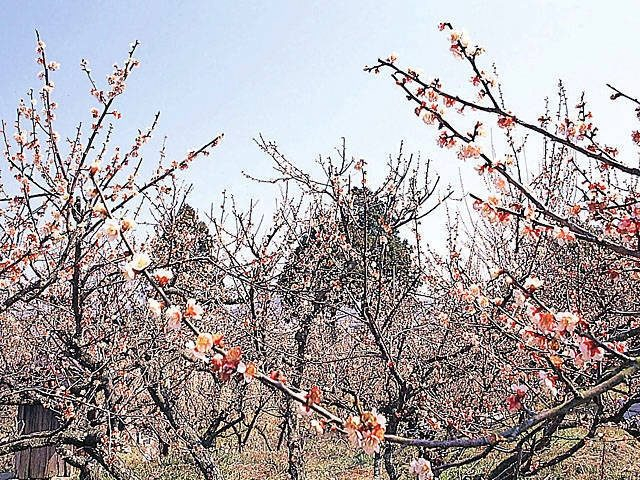 広田梅林ふれあい公園