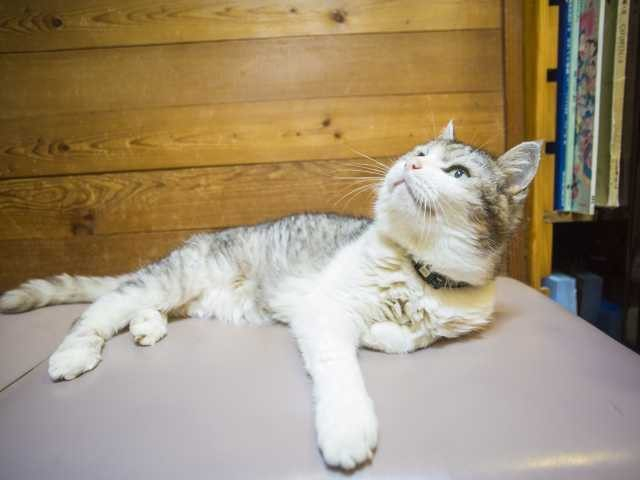 【淡路島×ファミリー向けの宿】元保育士のオーナー夫人が笑顔で迎えてくれる「ペンション モーニングアイランド」