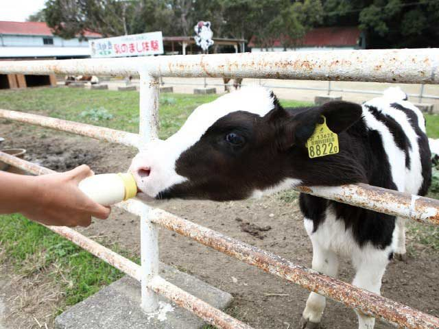【淡路島 子供と遊べるレジャースポット】淡路島牧場