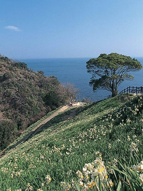 ニホンスイセンの花が急斜面を覆い尽くす「灘黒岩水仙郷」