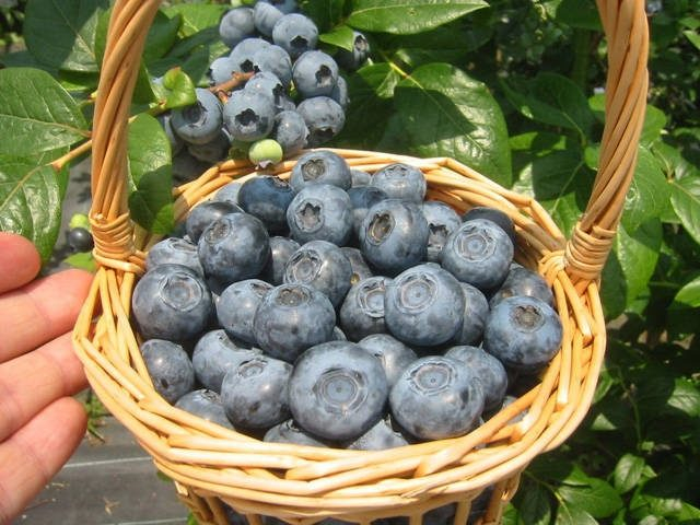 【淡路島 子供と遊べるレジャースポット】淡路島ブルーベリー園