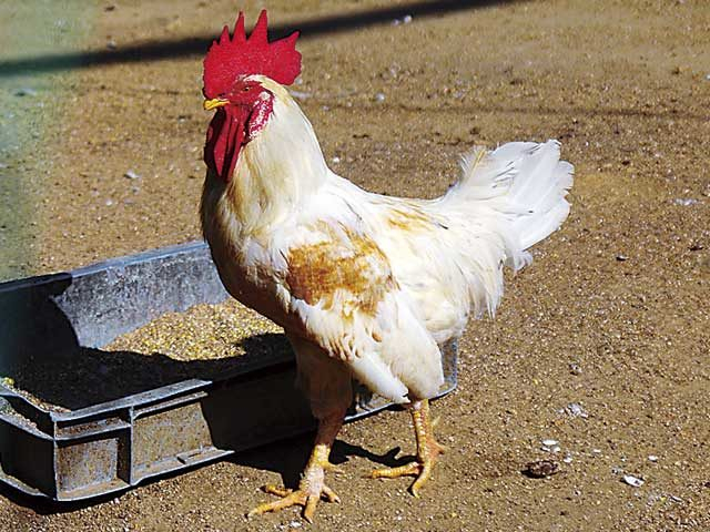 【淡路島 子供と遊べるレジャースポット】淡路カントリーガーデン