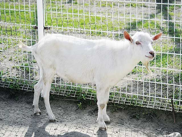 【淡路島 子供と遊べるレジャースポット】淡路カントリーガーデン