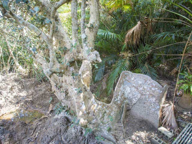 古見のサキシマスオウノキ群落