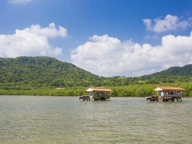 【西表島×ドライブ】12:00 水牛車に揺られて由布島へ「亜熱帯植物楽園由布島」