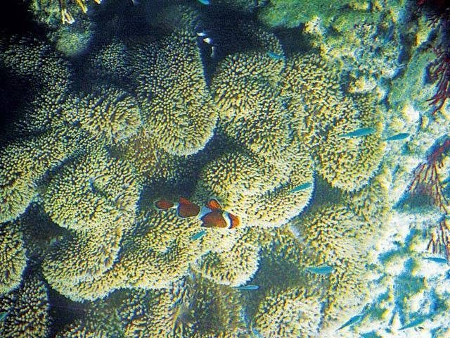 眺めるだけでは物足りない。さまざまな海遊びにチャレンジ