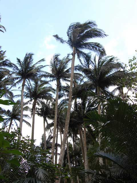 石垣島絶景ドライブ3.米原のヤエヤマヤシ群落