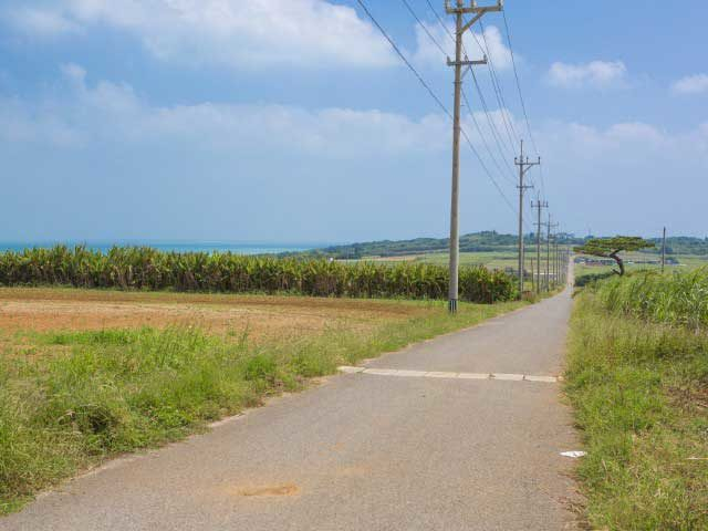 【小浜島観光】シュガーロードを通り抜け