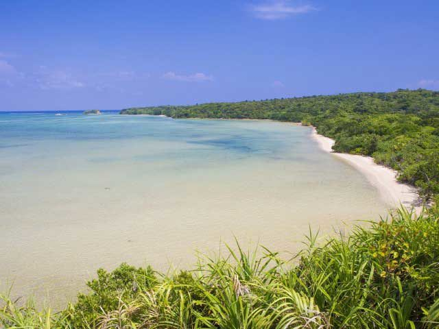 【西表島×ドライブ】14:00 海に続くマングローブの森を散策「大見謝ロードパーク」