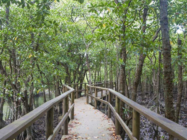 【西表島×ドライブ】14:00 海に続くマングローブの森を散策「大見謝ロードパーク」
