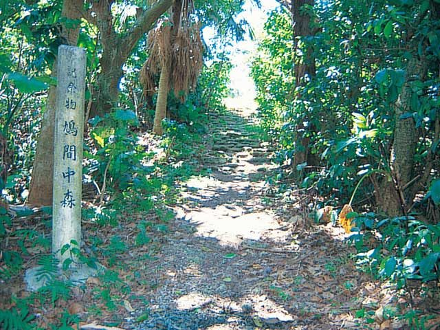 【鳩間島の観光スポット】鳩間中森