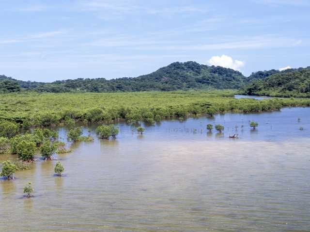 【浦内川×マングローブ遊覧】①マングローブ