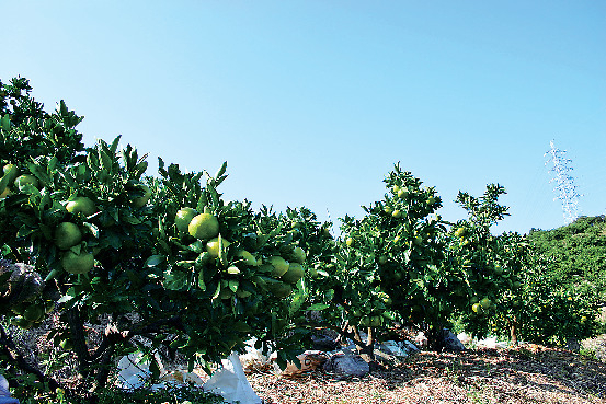 <淡路島のフルーツ狩り情報>平岡農園