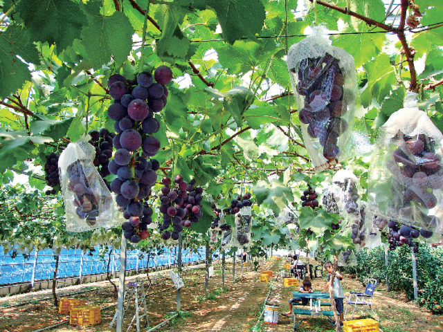 淡路島フルーツ農園