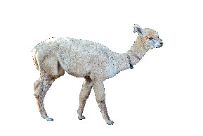 子供メニュー充実の元小学校でのんびり過ごそう「のじまスコーラ」