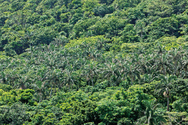 米原のヤエヤマヤシ群落
