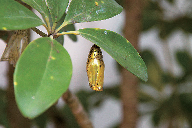 亜熱帯植物楽園 由布島のみどころ③ 蝶々園