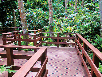 米原のヤエヤマヤシ群落