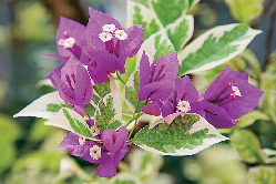 【由布島観光ナビ】由布島はこんなところ