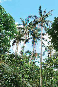 【仲間川×マングローブ遊覧】③ウブンドルのヤエヤマヤシ群落