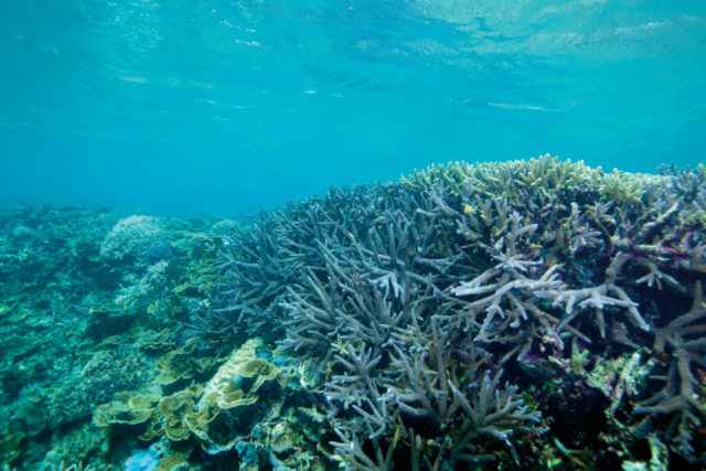 【宮古島ビーチ・海水浴情報 シュノーケリングするならココ!】中の島ビーチ