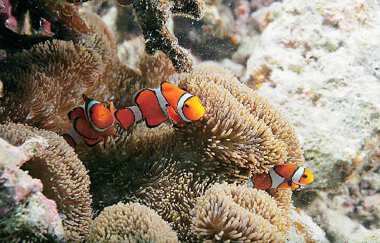 ビーチの楽しみ方② シュノーケリングに挑戦