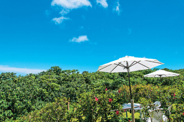 青い海を眺めながらランチやデザートを