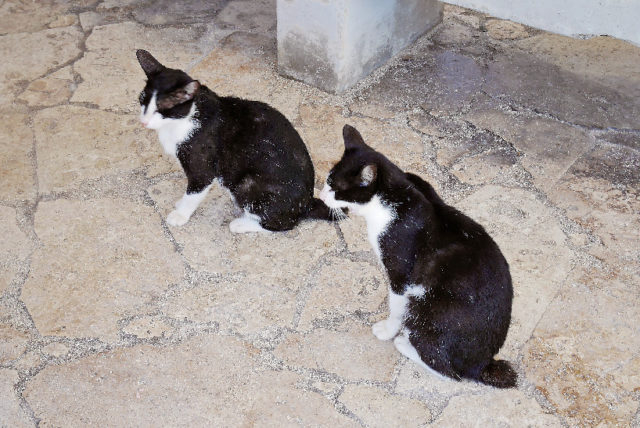 【竹富島のサイクリングスポット】コンドイ浜