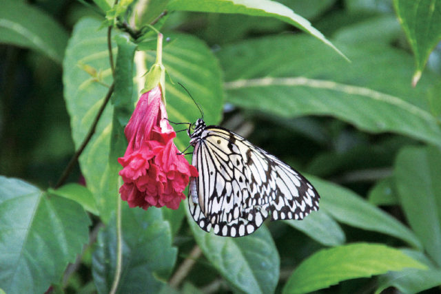 亜熱帯植物楽園 由布島のみどころ③ 蝶々園