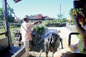 【竹富島で水牛車観光 新田観光】シミュレーション